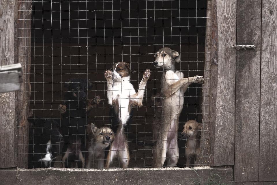perros en jaula