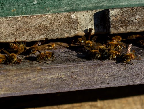 Abejas